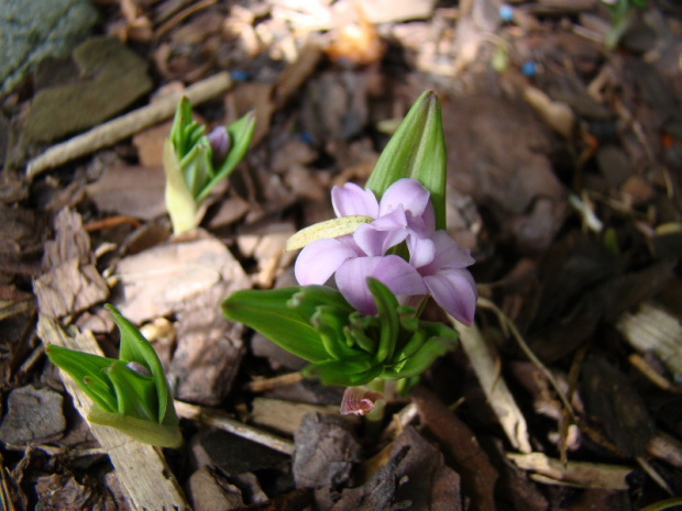 Polygonatum hookeri