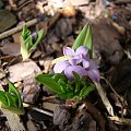 Polygonatum hookeri