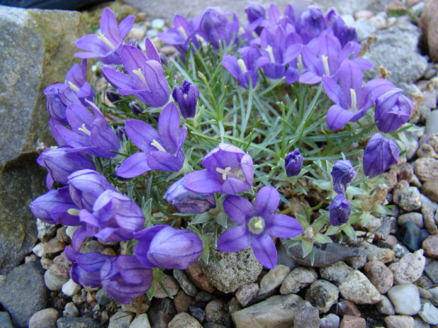 Edraianthus pumilio