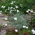 Achillea ageratifolia