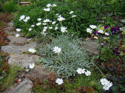 Achillea ageratifolia