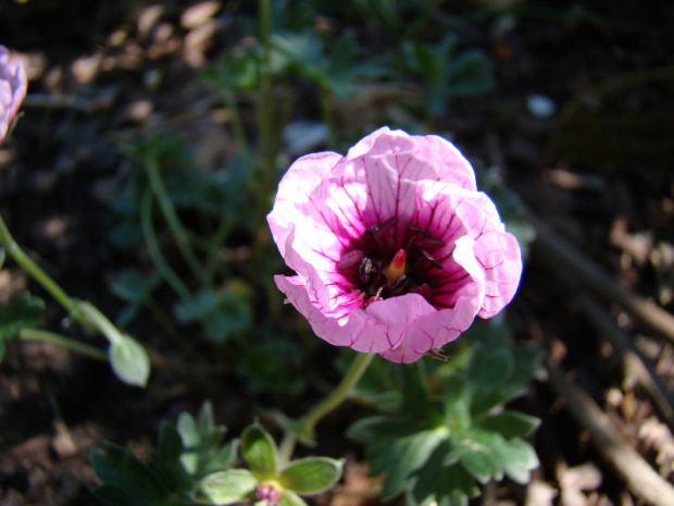 Geranium 'Tumbling Hearts'