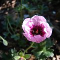 Geranium 'Tumbling Hearts'