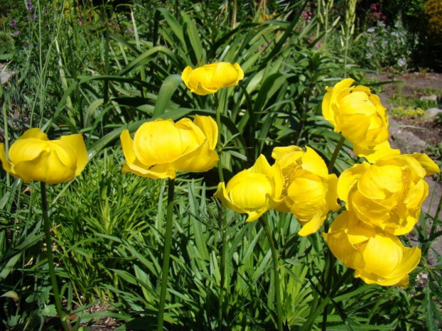 Trollius x cultorum