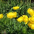 Trollius x cultorum