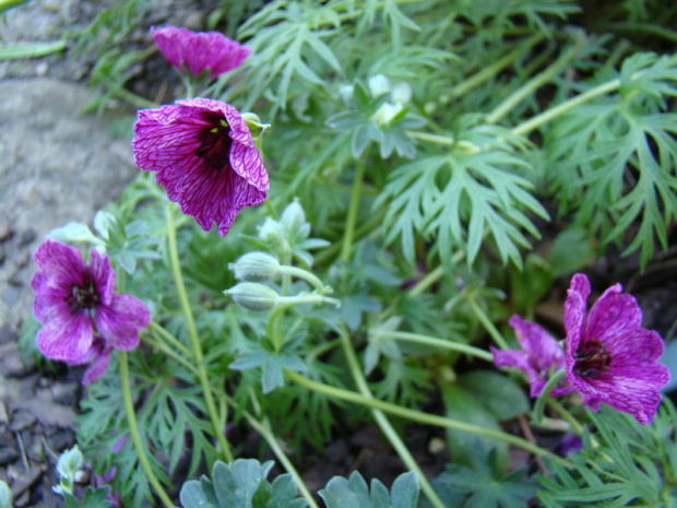 Geranium cinereum 'Purple Pillow'