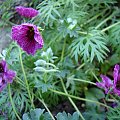 Geranium cinereum 'Purple Pillow'