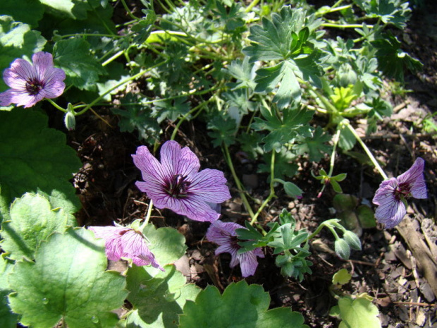 Geranium cinereum 'Balerina'