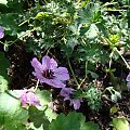 Geranium cinereum 'Balerina'