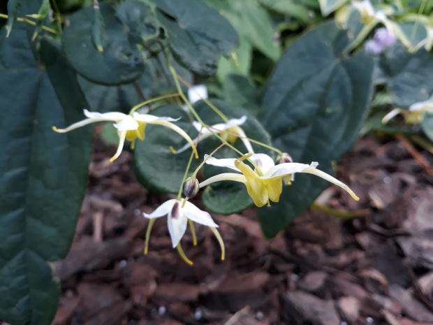 Epimedium 'Bieke'