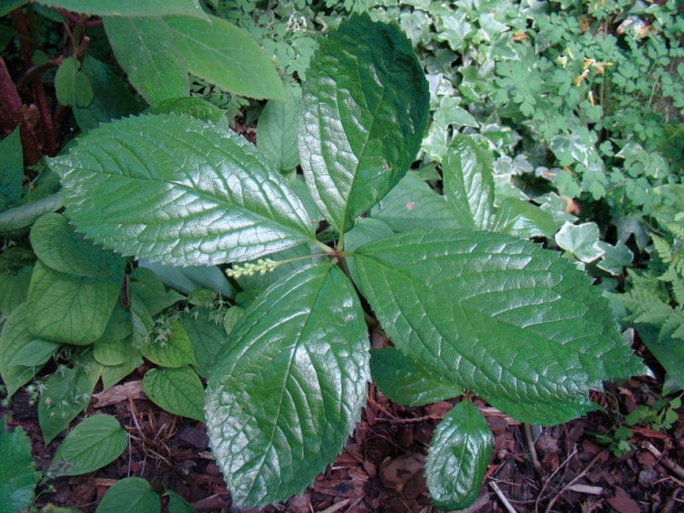 Chloranthus japonicus