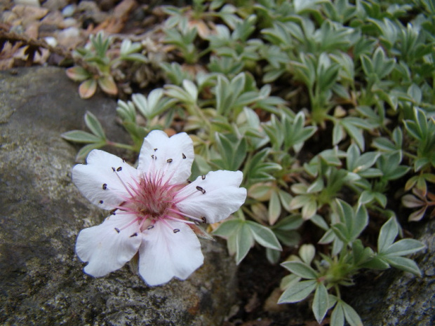 Potentilla nitida