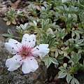 Potentilla nitida