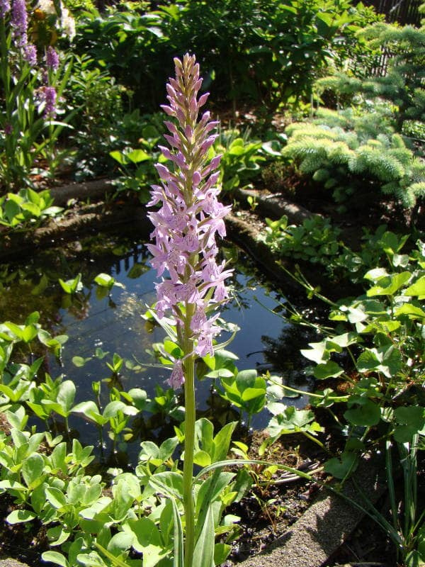 Dactylorhiza elata