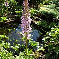 Dactylorhiza elata