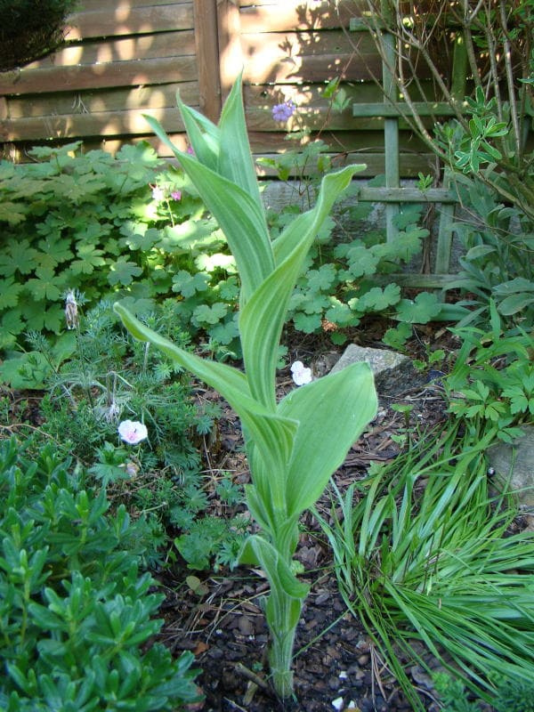 Cypripedium reginae