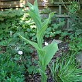 Cypripedium reginae