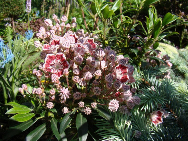 Kalmia latifolia 'Minuet'