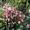 Kalmia latifolia 'Minuet'