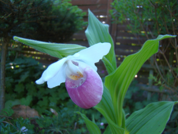 Cypripedium reginae