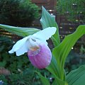 Cypripedium reginae