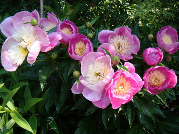 Paeonia lactiflora 'Bowl of Beauty'