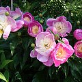 Paeonia lactiflora 'Bowl of Beauty'