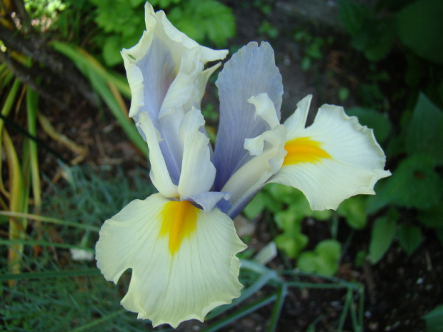 Iris x hollandica 'Silver Beauty'