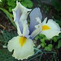 Iris x hollandica 'Silver Beauty'