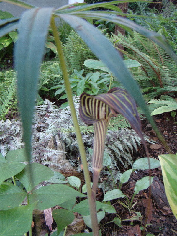 Arisaema ciliatum var.liubaense