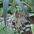 Arisaema ciliatum var.liubaense