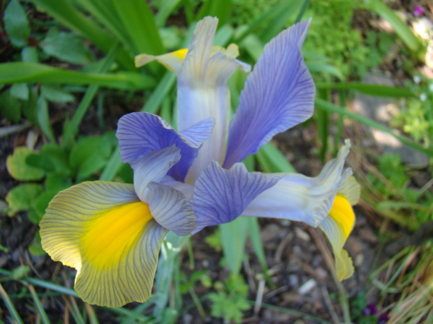 Iris x hollandica 'Gipsy Beauty'