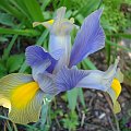 Iris x hollandica 'Gipsy Beauty'