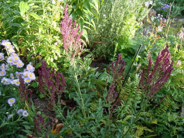 Salvia nemorosa 'Schwellenburg'