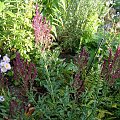 Salvia nemorosa 'Schwellenburg'