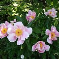 Paeonia lactiflora 'Holbein'