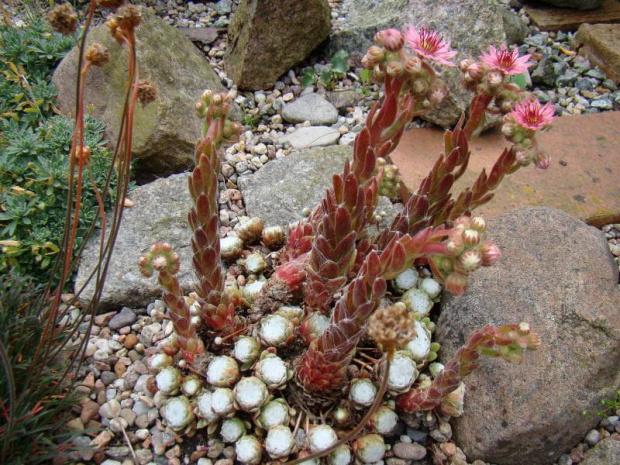 Sempervivum arachnoideum