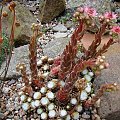 Sempervivum arachnoideum