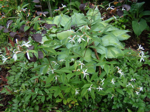 Gillenia trifoliata