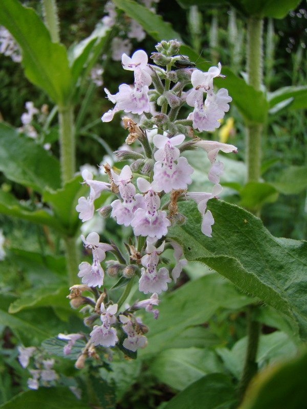 Nepeta racemosa 'Amelia'