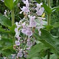 Nepeta racemosa 'Amelia'