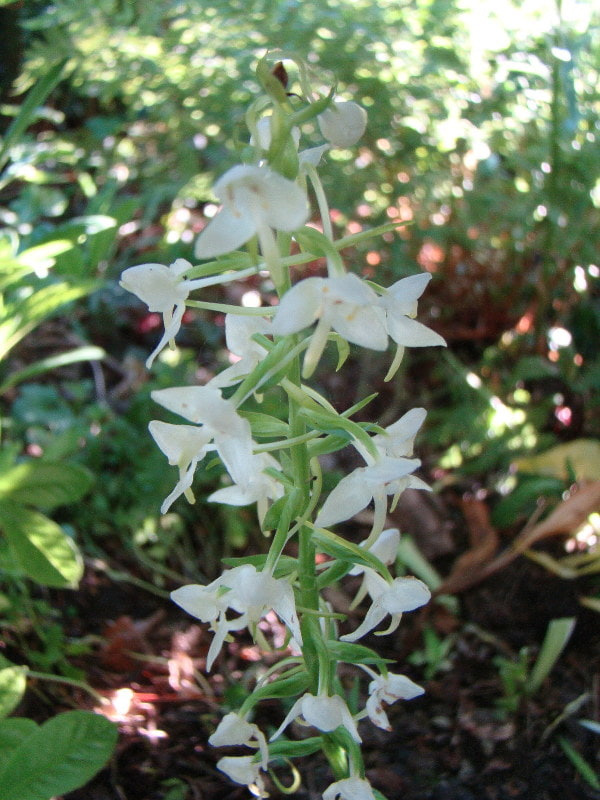 Platanthera bifolia