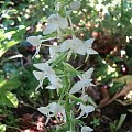 Platanthera bifolia