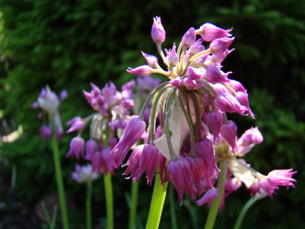 Allium cyathophorum var. farreri