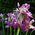 Allium cyathophorum var. farreri