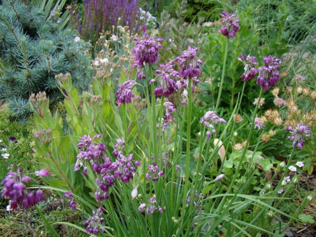 Allium cyathophorum var. farreri