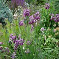 Allium cyathophorum var. farreri