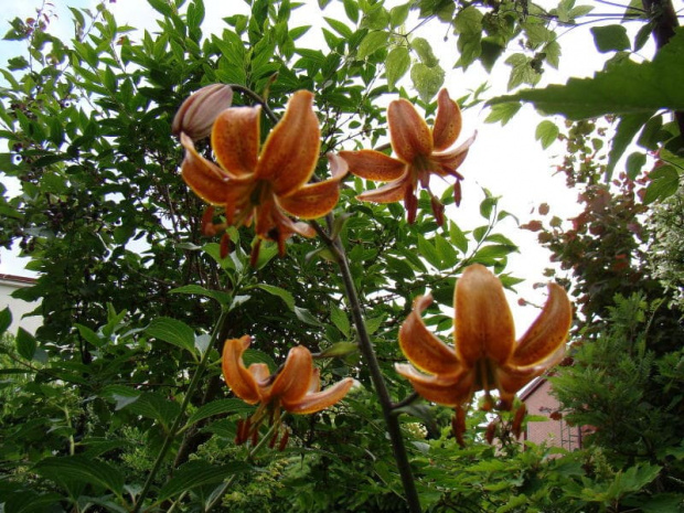 Lilium martagon sp.