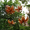 Lilium martagon sp.