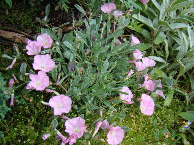 Convolvulus boissieri